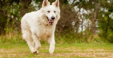 chien de berger et loup