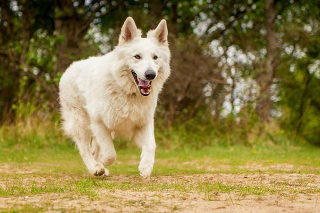 chien de berger et loup