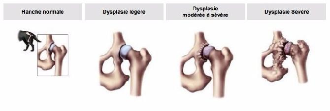 comparaison de la hanche du chien normale avec la dysplasie