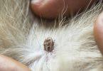 ectoparasites