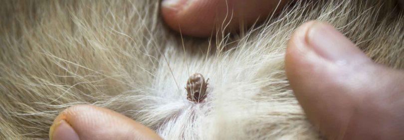 Les parasites du chien Il sort une ENORME larve de se chaton ! nemi szemolcs papilloma