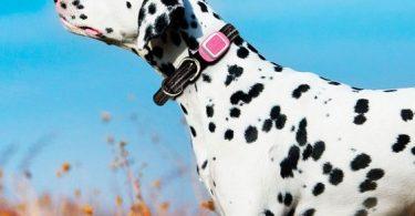 collier GPS pour chien