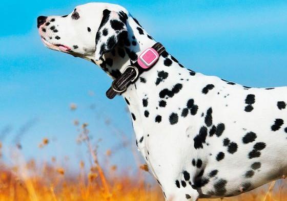 Collier GPS pour chiens : avis, test, prix - Conso Animo