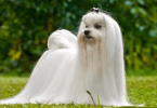 bichon maltais