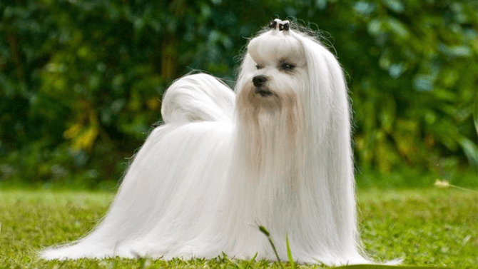 bichon maltais