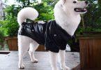 manteau pour chien