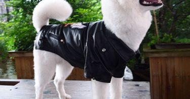 manteau pour chien