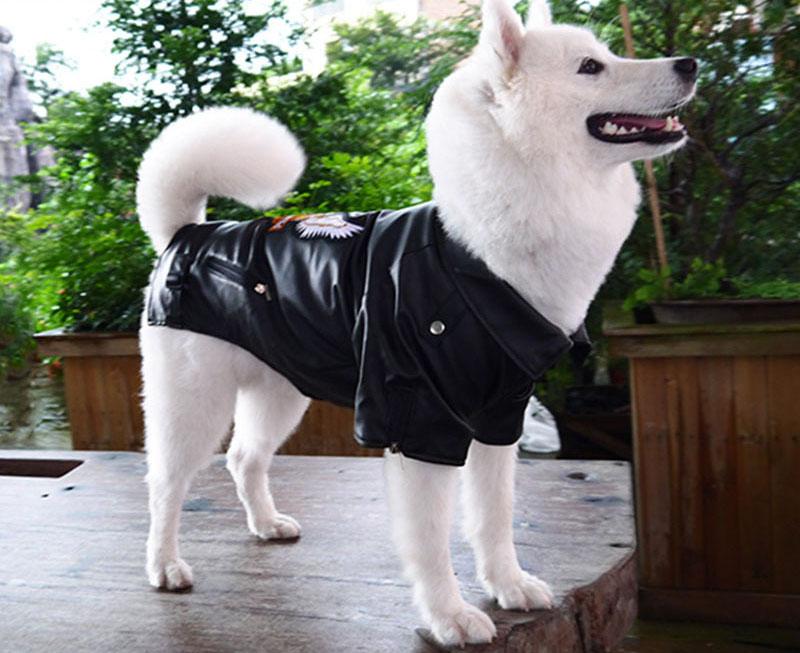 manteau pour chien