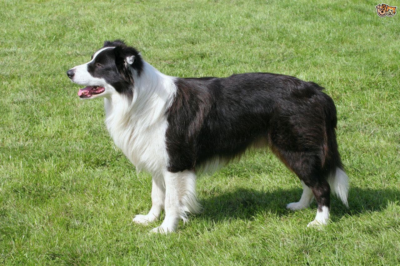 border collie