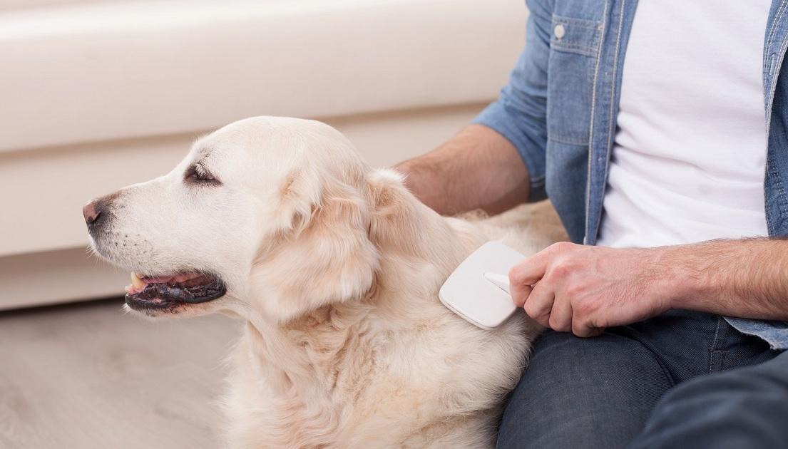 Perte De Poils Du Chien Conseils Pour Stopper Leur Chute