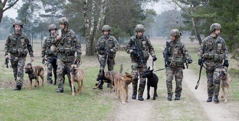 Maitre chien : comment devenir maitre chien ? Formations et secteurs...