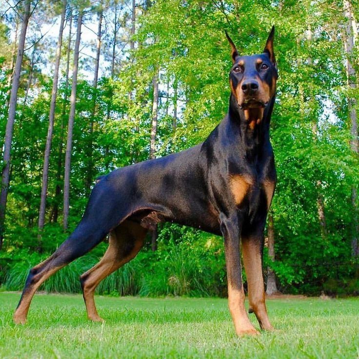 doberman