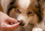 friandises pour chien