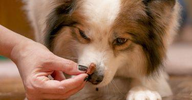 friandises pour chien