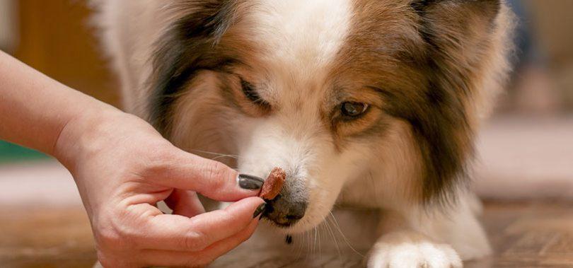 friandises pour chien