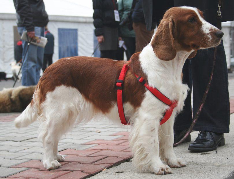 harnais pour chien