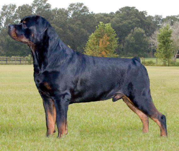 rottweiler