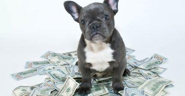 budget annuel chien