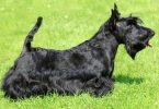 scottish terrier