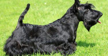 scottish terrier