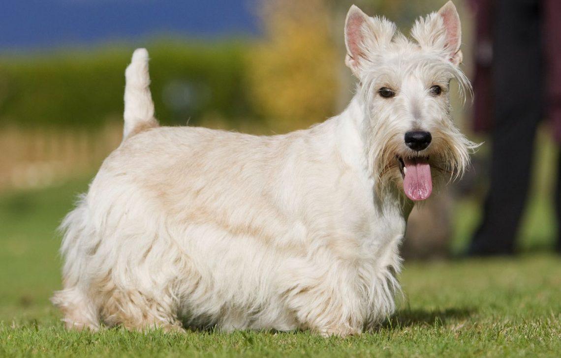Le scottish terrier fiche descriptive des caractéristiques de ce