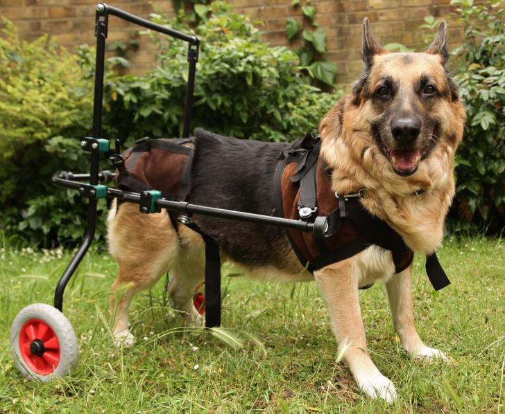 chien atteint d'arthrose sévère