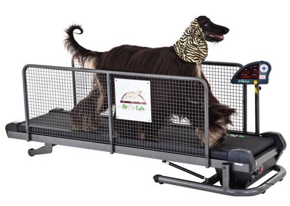 tapis de course pour chien