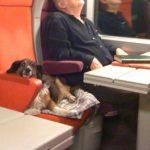 perro en el tren