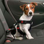 harnais de sécurité en voiture pour chien