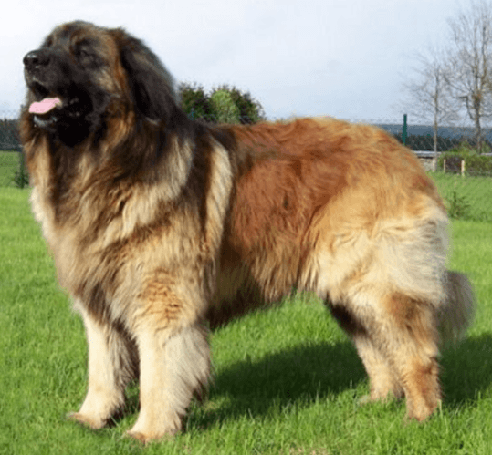 leonberg