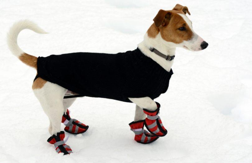 manteau pour petits chiens