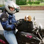 sac de transport pour chien avant en moto