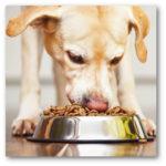 alimentation du chien