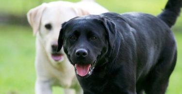 caractère du labrador