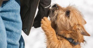 chien qui saute sur les gens