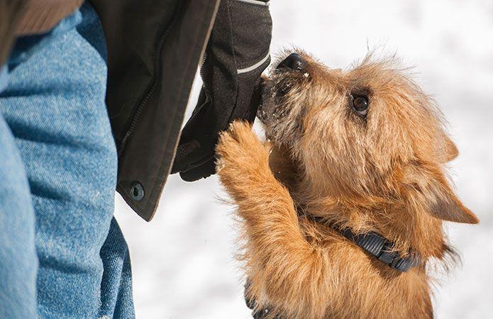 chien qui saute sur les gens