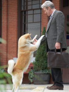 chien qui saute sur un homme