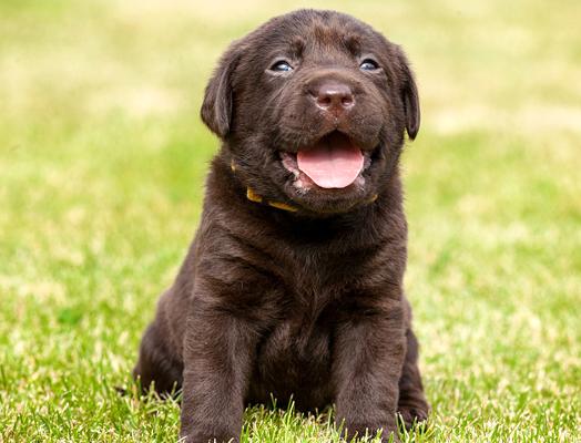 chiot labrador retriever