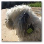 collier gps pour chien