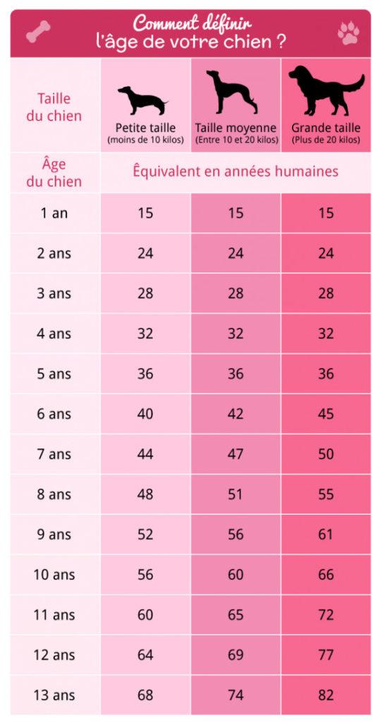 Âge du chien comment le calculer selon sa taille