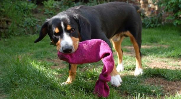 fabriquer un jouet pour chien à mastiquer