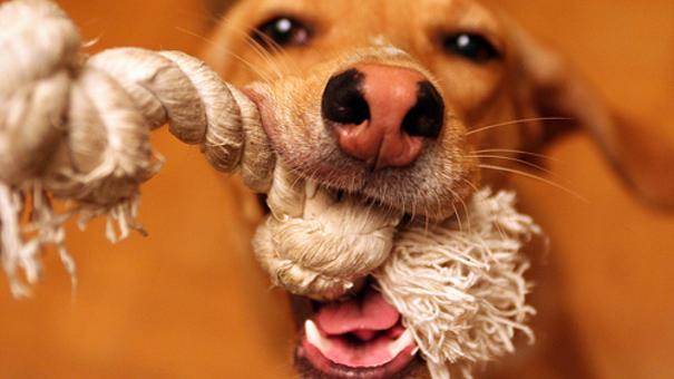 fabriquer un jouet pour chien corde tressée