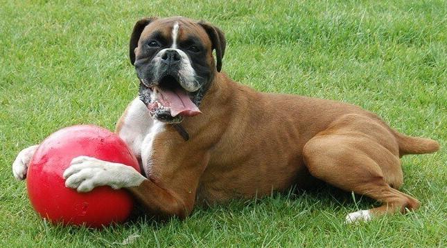 jouet pour chien destructeur