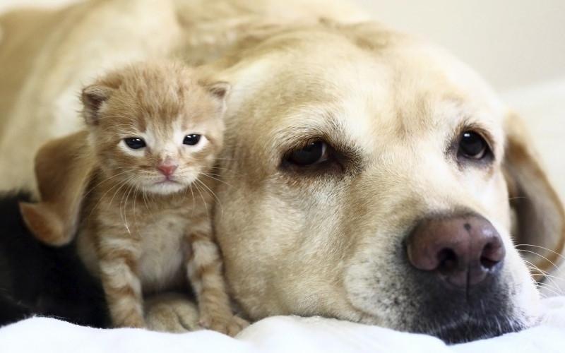 labrador et chat