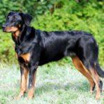 beauceron