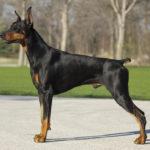 dobermann