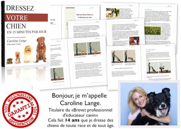 éducation du chien