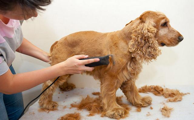 tondeuse pour chien