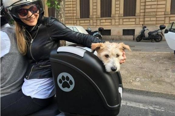 sac de transport pour chien à l'arrière de la moto