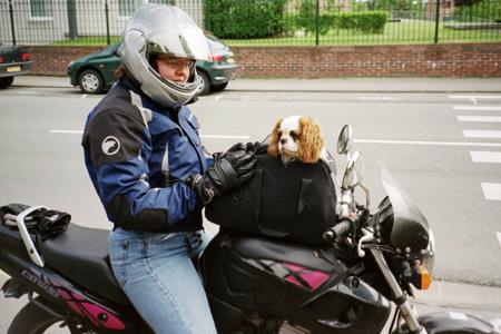 sac de transport pour chien à moto sur le réservoir